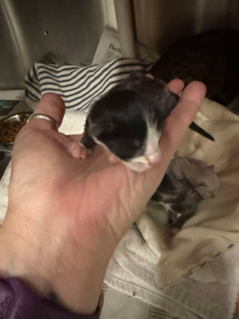 Picture of the Animal Listed