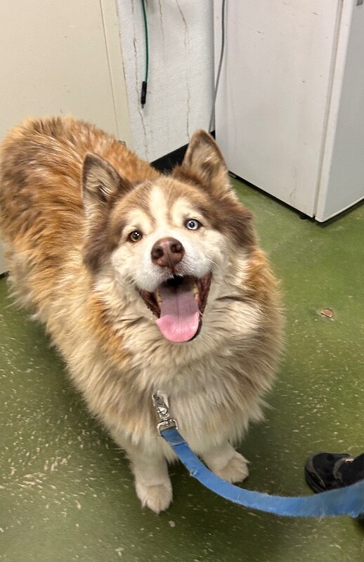 Picture of the Animal Listed