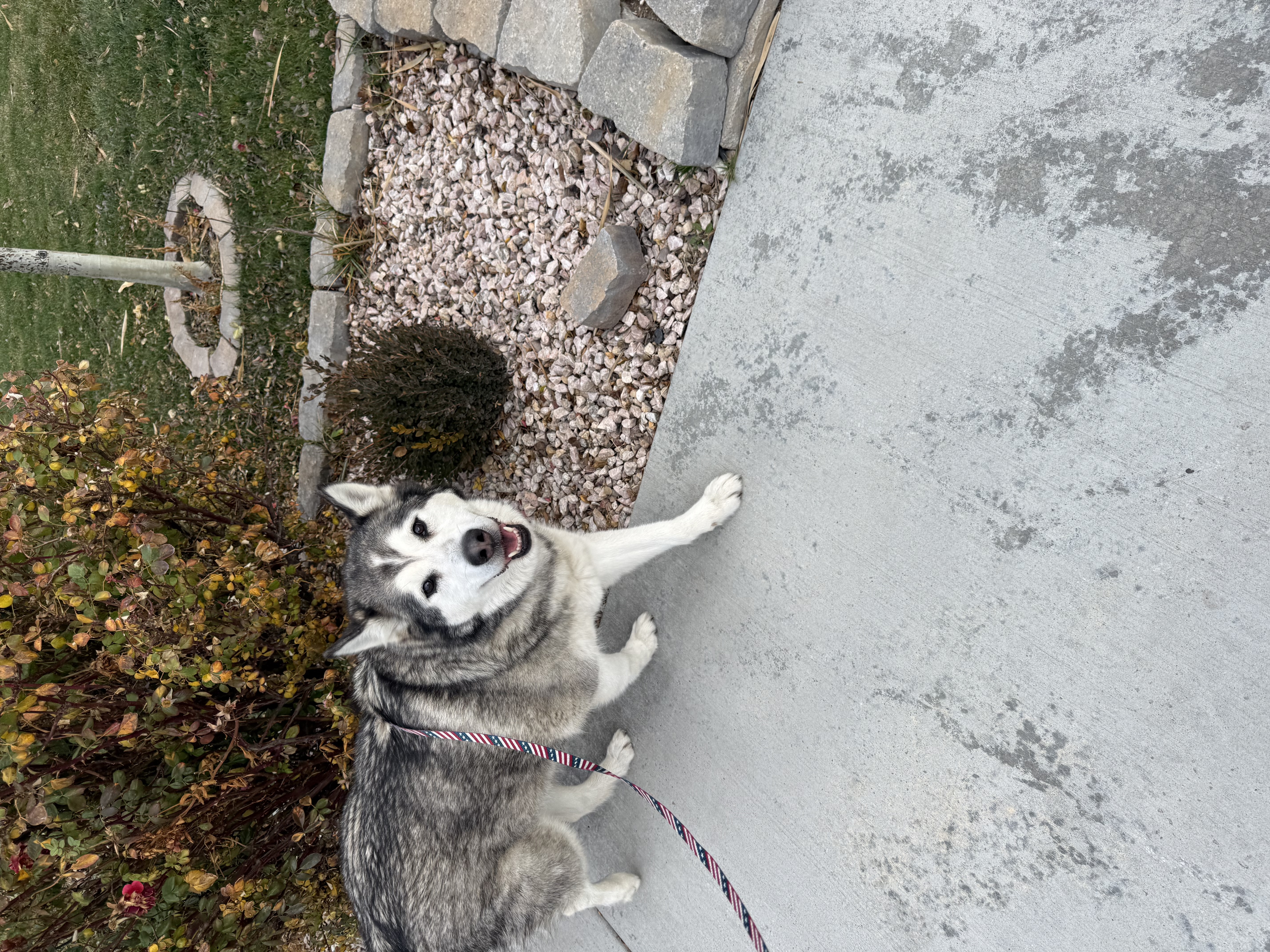 Picture of the Animal Listed