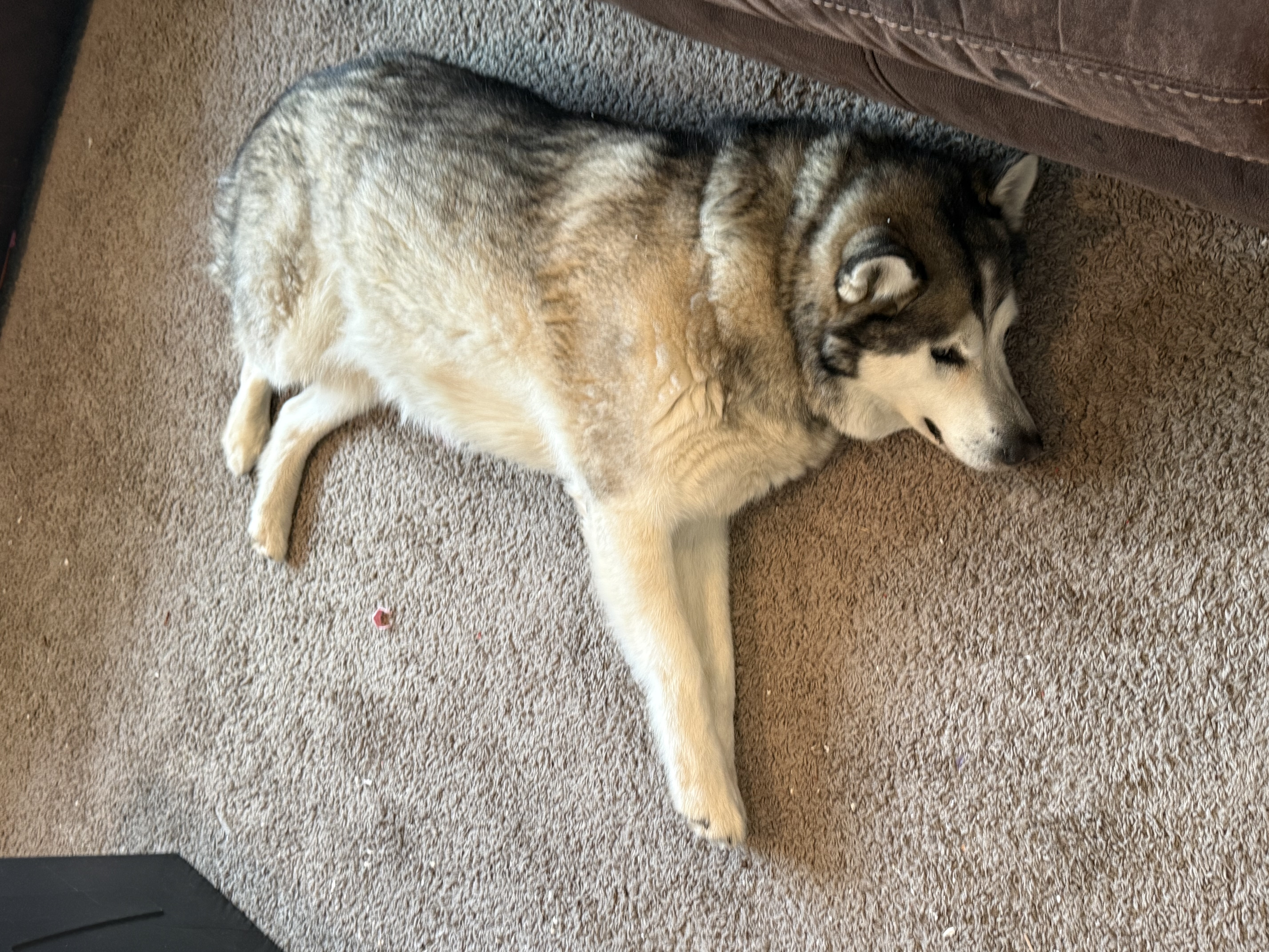 Picture of the Animal Listed