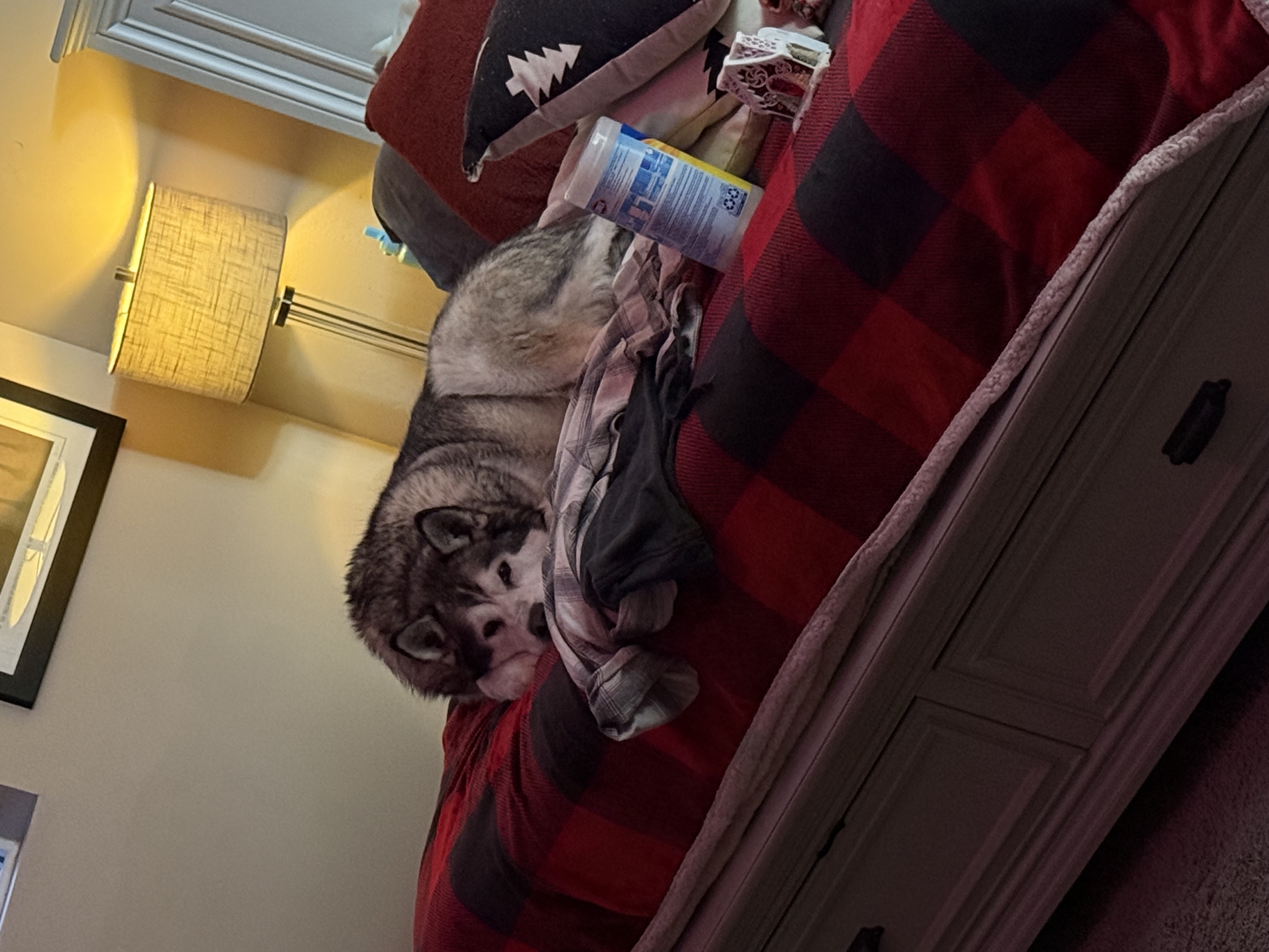 Picture of the Animal Listed