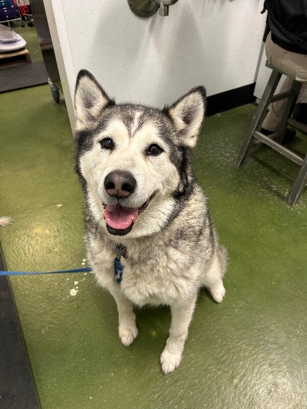 Picture of the Animal Listed