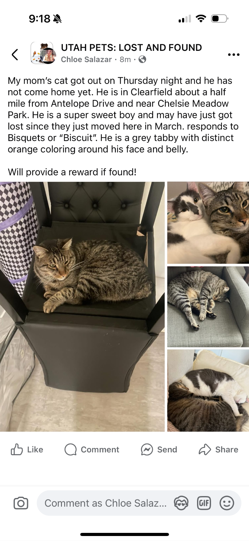 Picture of the Animal Listed