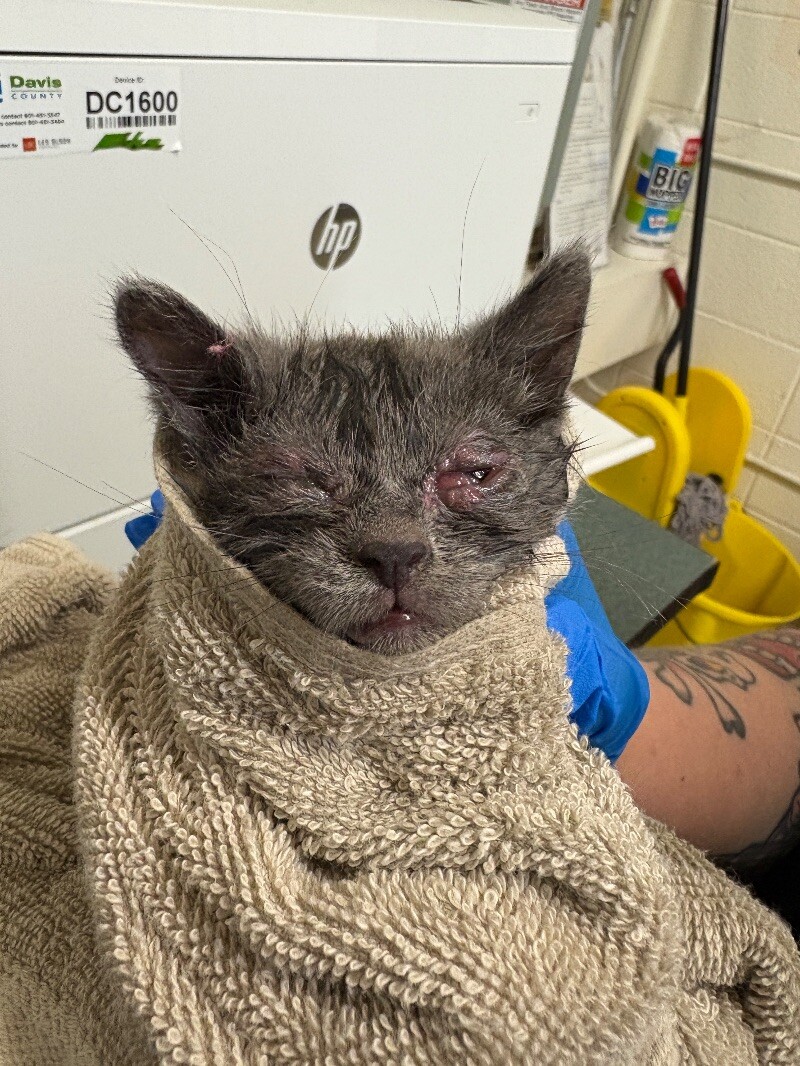 Picture of the Animal Listed