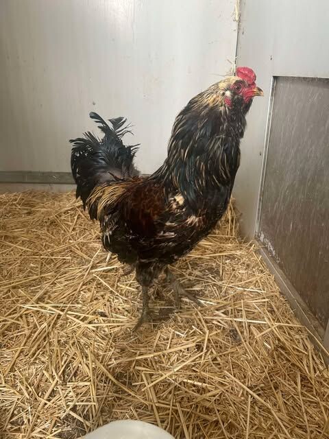 Picture of the Animal Listed