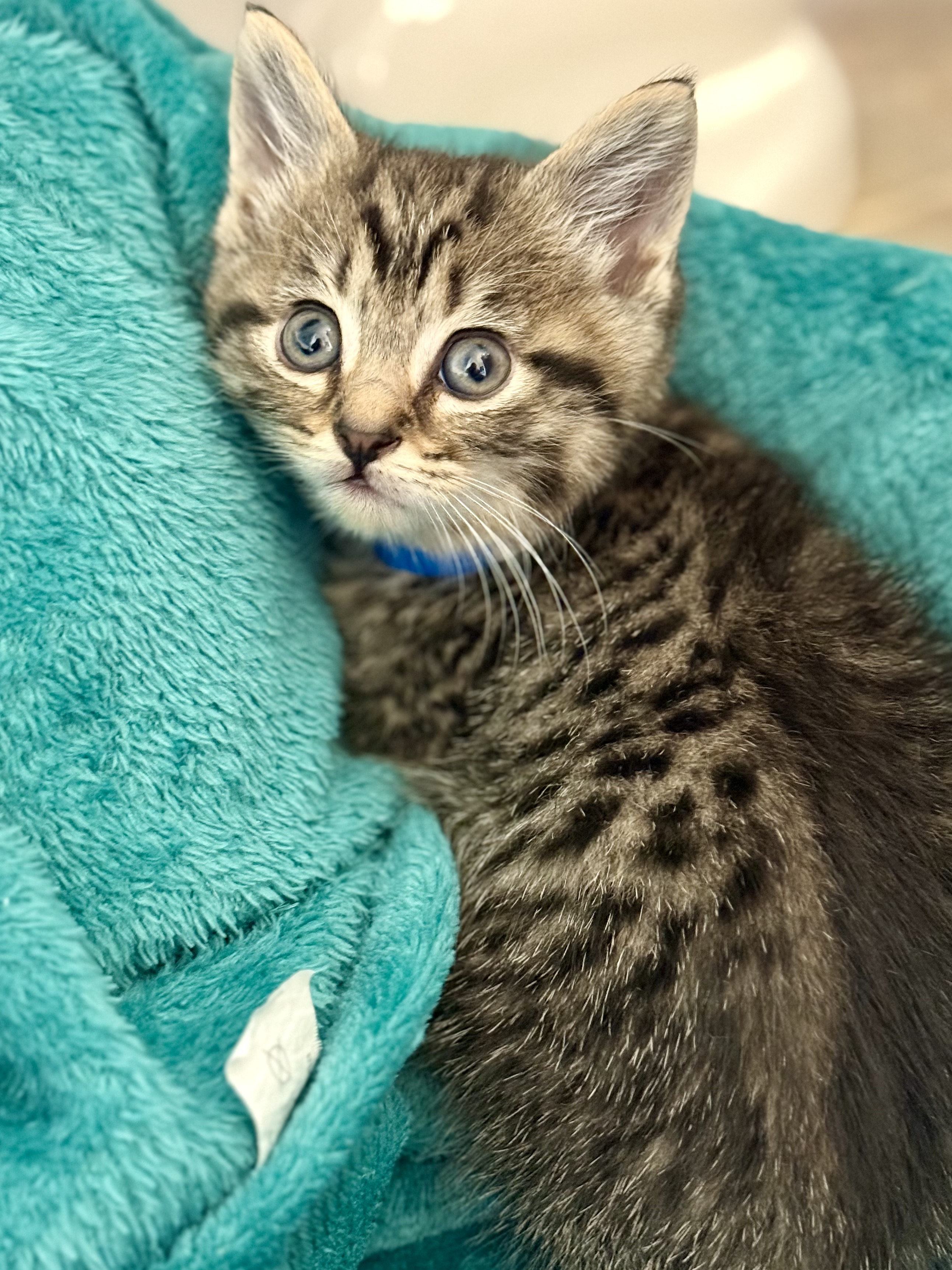 Picture of the Animal Listed
