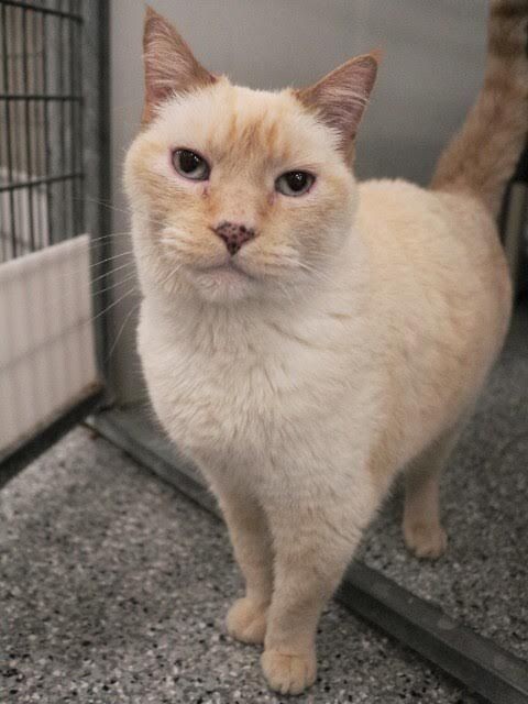 Picture of the Animal Listed