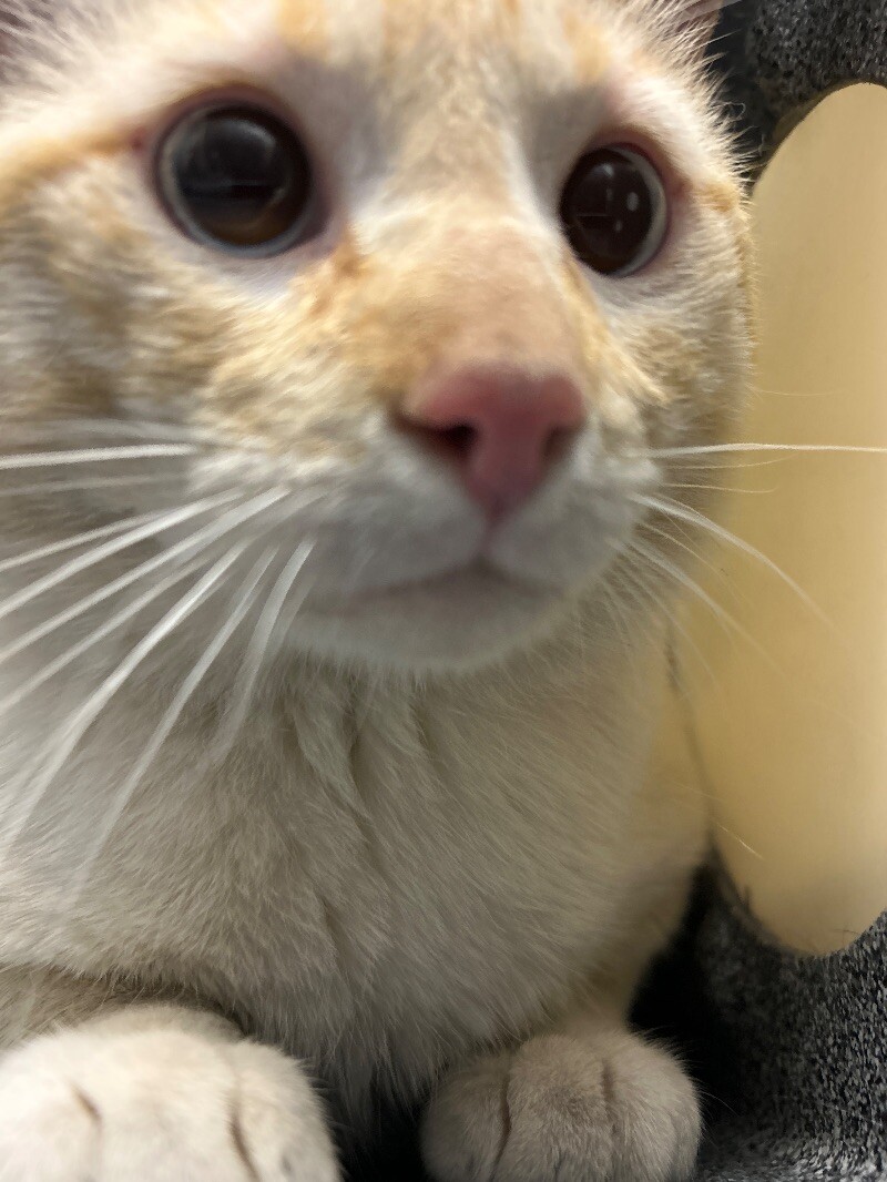 Picture of the Animal Listed