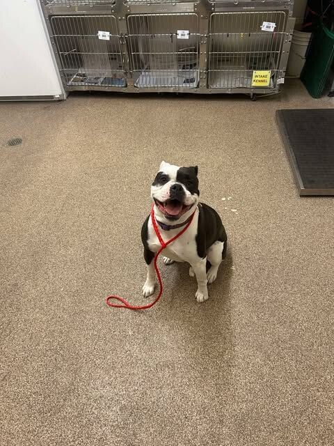 Picture of the Animal Listed