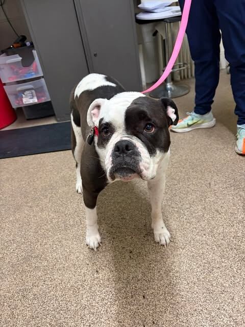 Picture of the Animal Listed