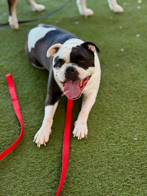 Picture of the Animal Listed