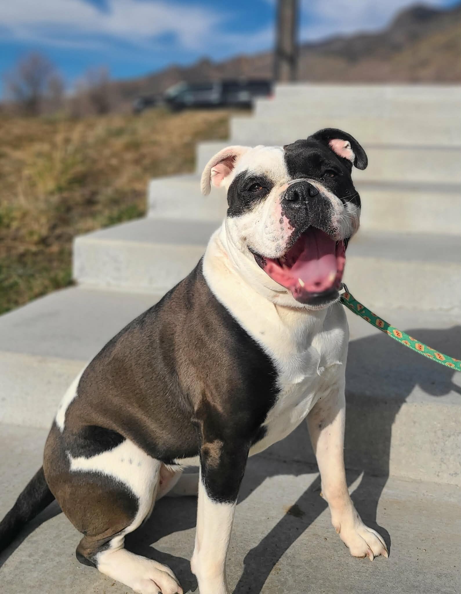 Picture of the Animal Listed