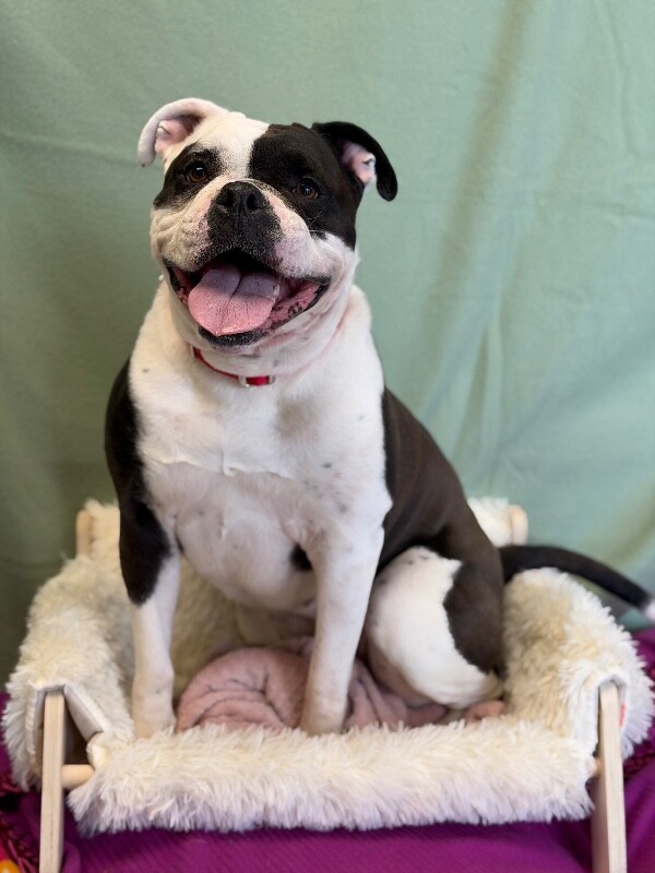 Picture of the Animal Listed