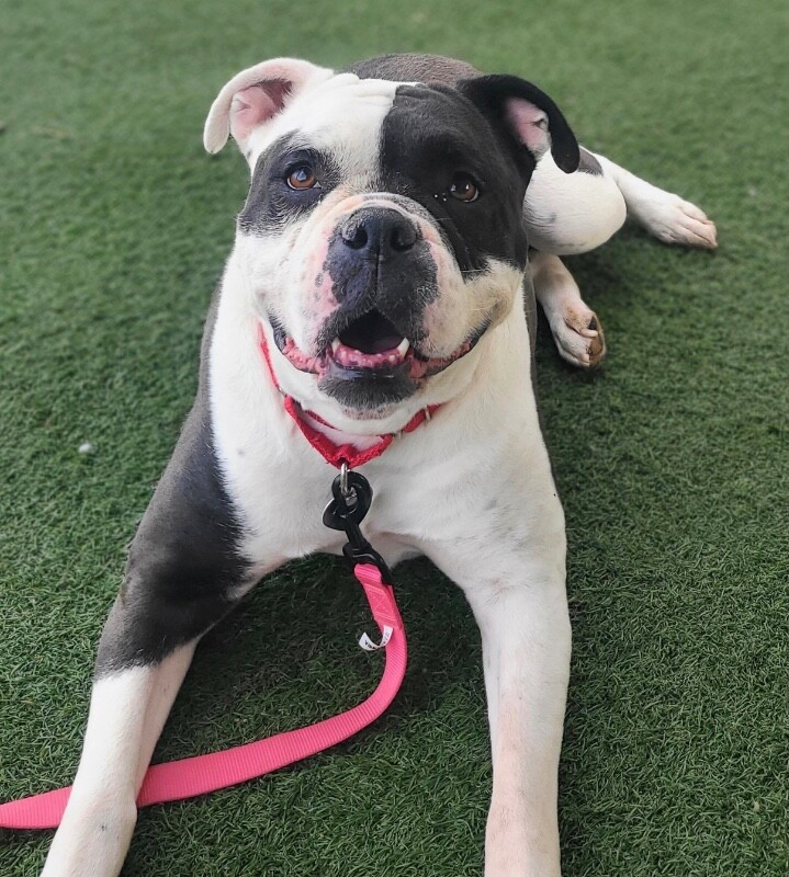 Picture of the Animal Listed