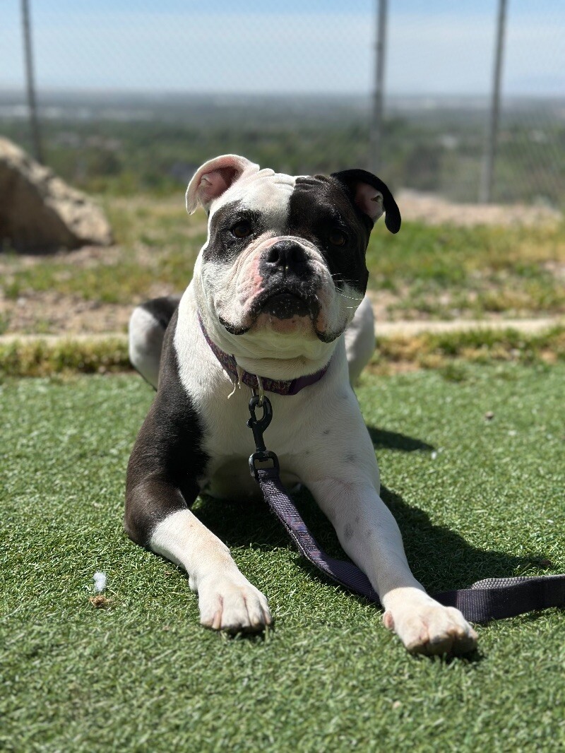 Picture of the Animal Listed