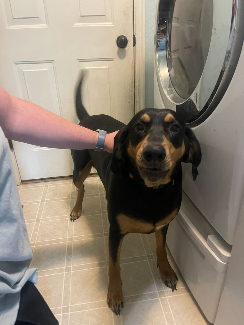 Picture of the Animal Listed