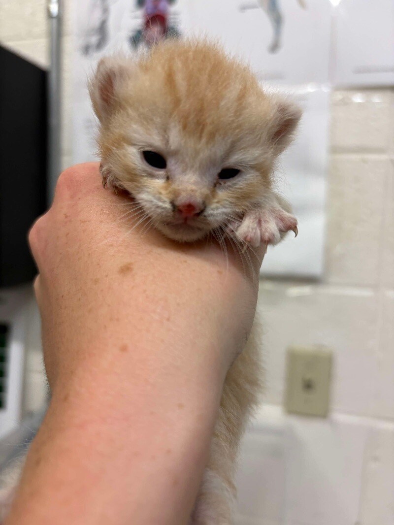 Picture of the Animal Listed