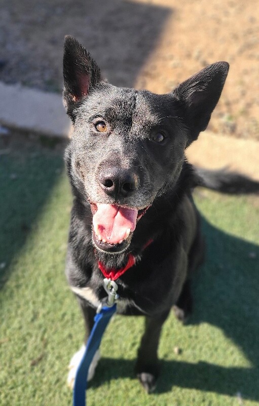 Picture of the Animal Listed