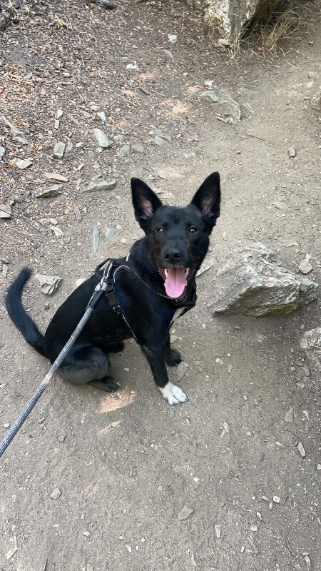 Picture of the Animal Listed