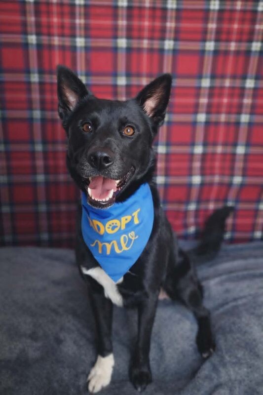 Picture of the Animal Listed