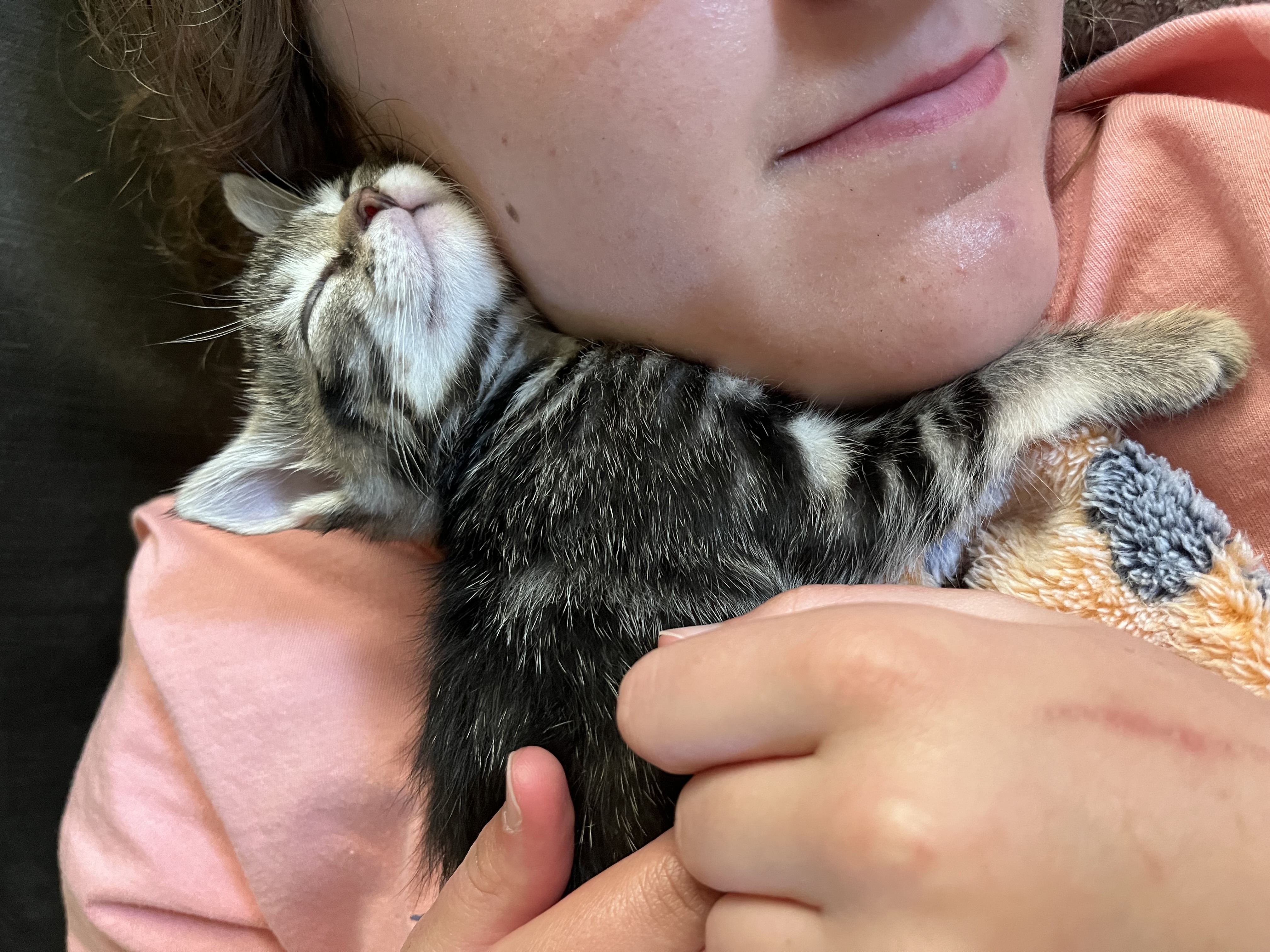 Picture of the Animal Listed