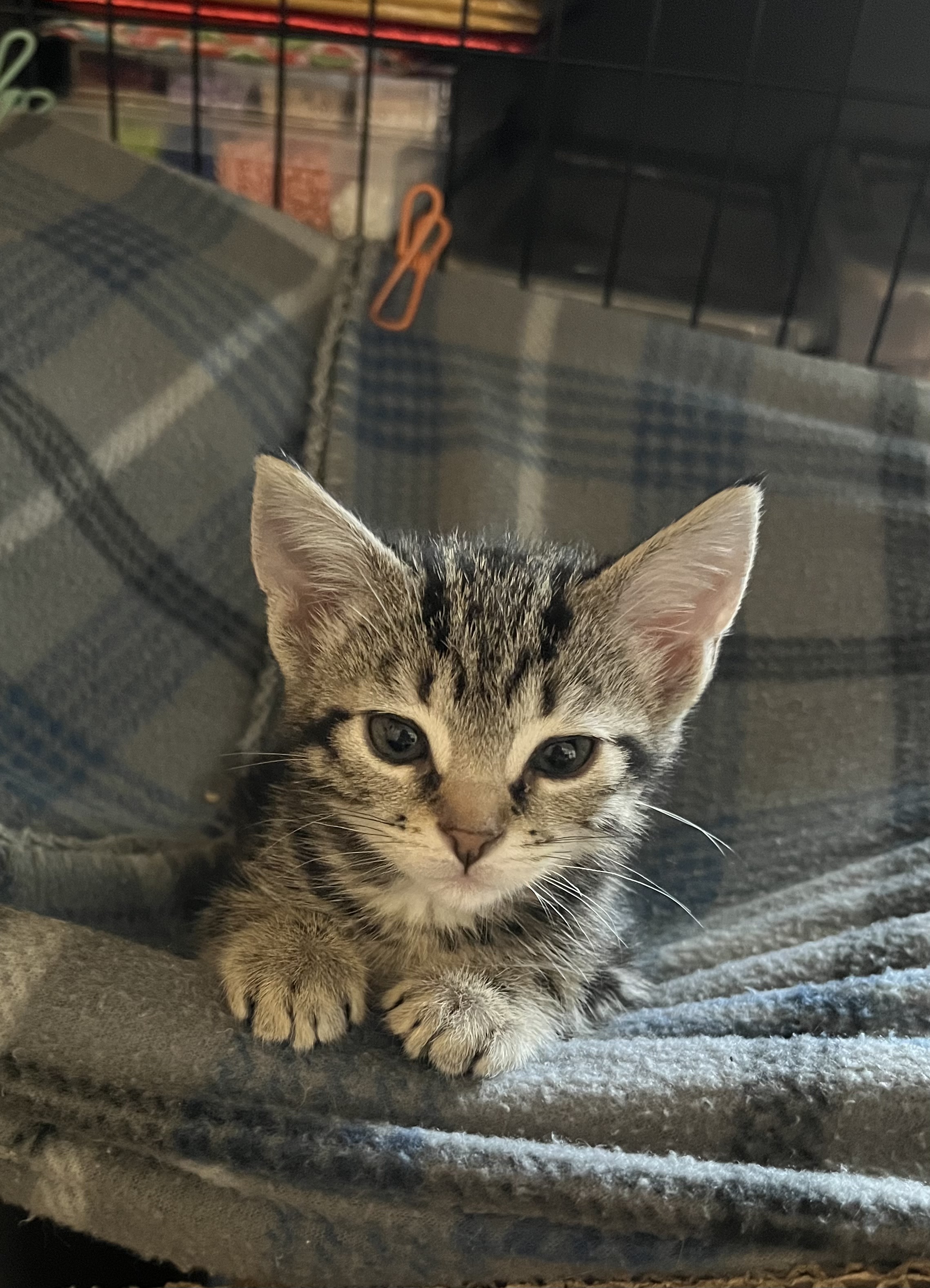 Picture of the Animal Listed