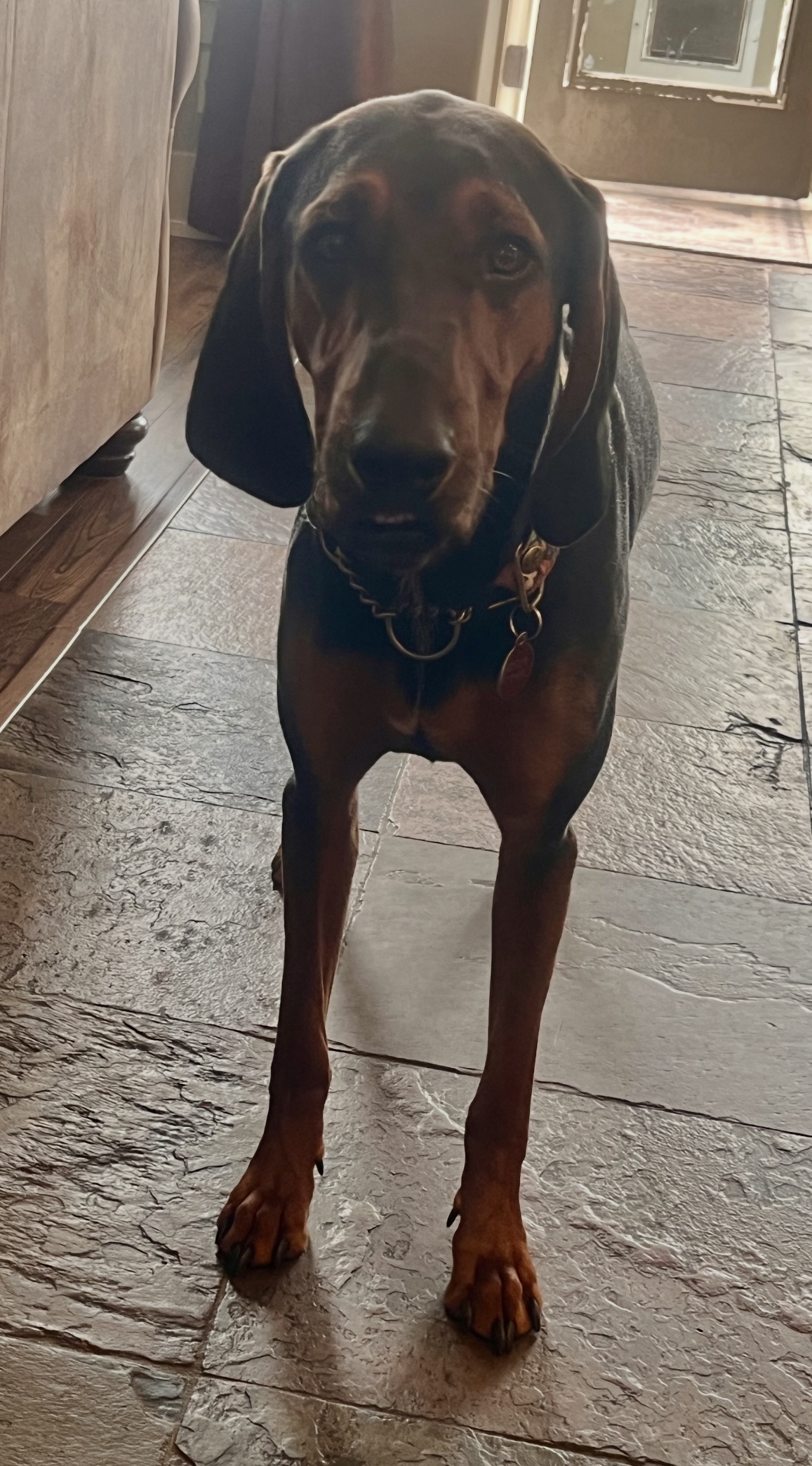 Picture of the Animal Listed