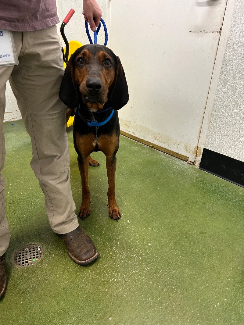 Picture of the Animal Listed