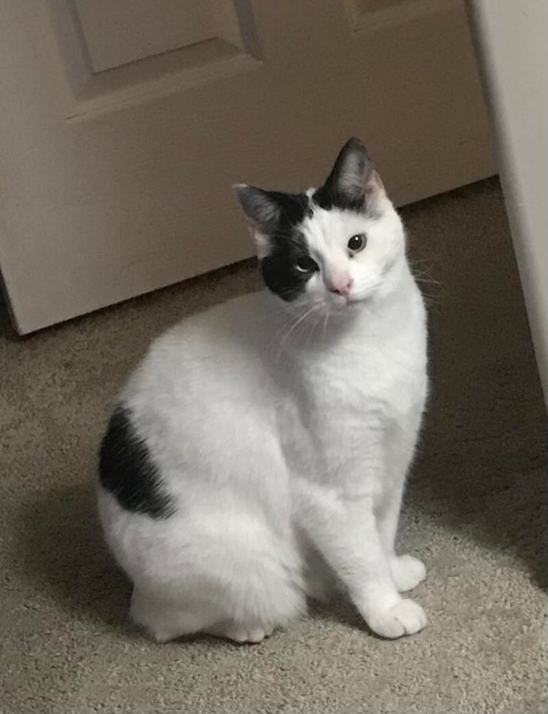 Picture of the Animal Listed