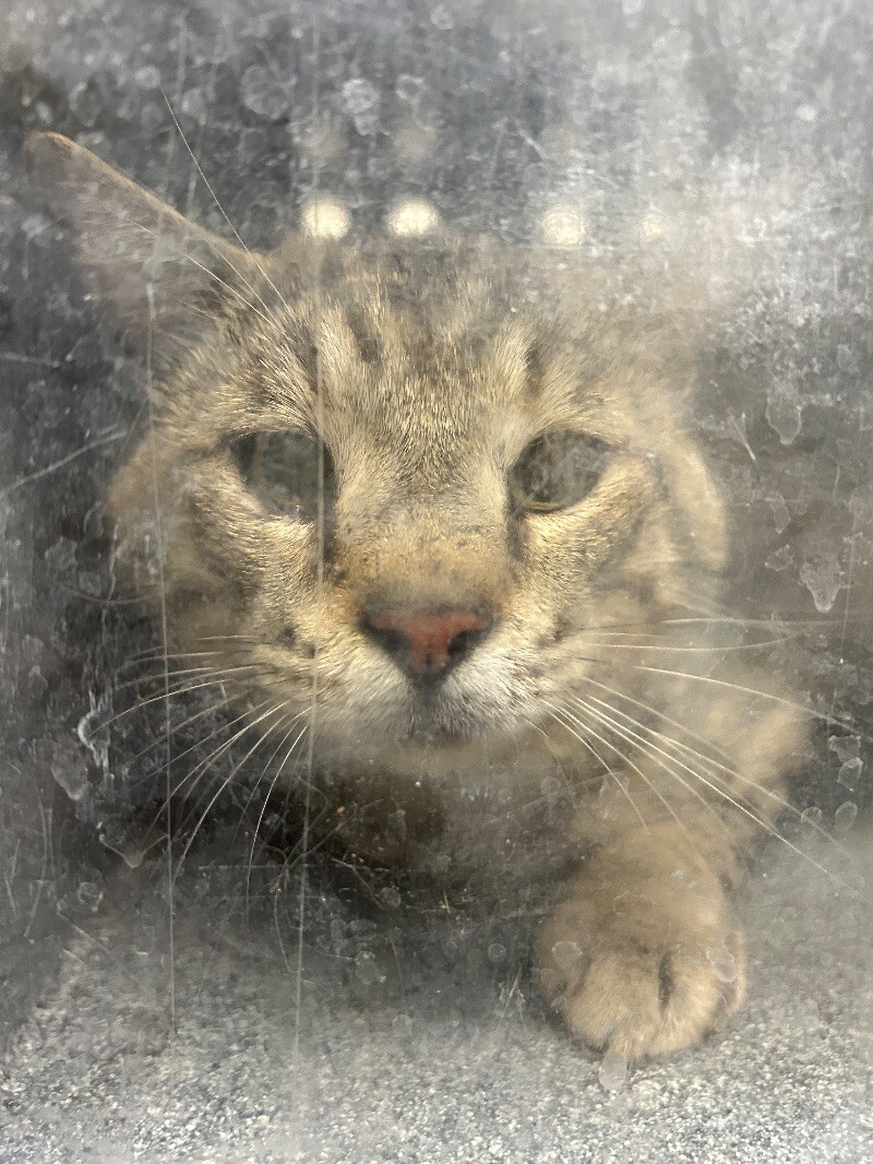Picture of the Animal Listed