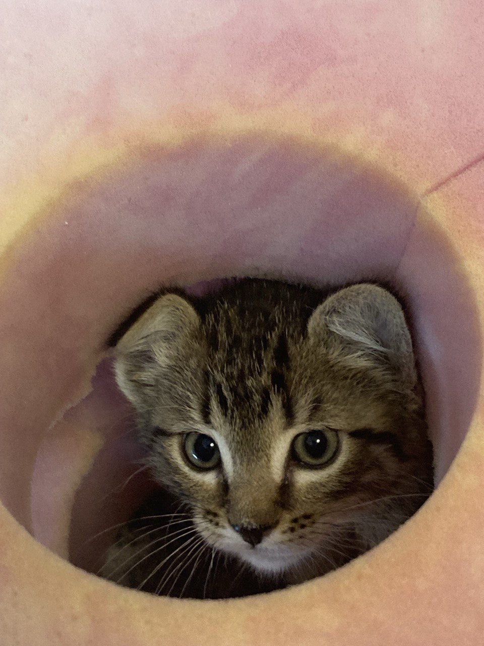 Picture of the Animal Listed