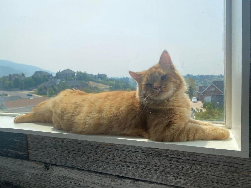 Picture of the Animal Listed