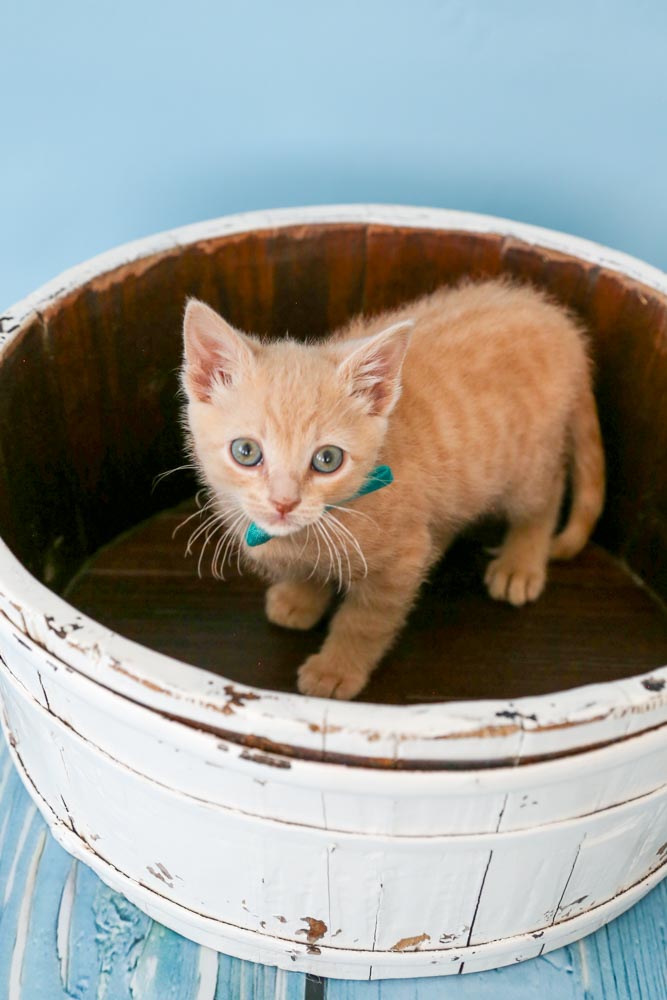 Picture of the Animal Listed