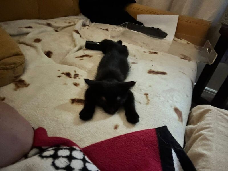 Picture of the Animal Listed