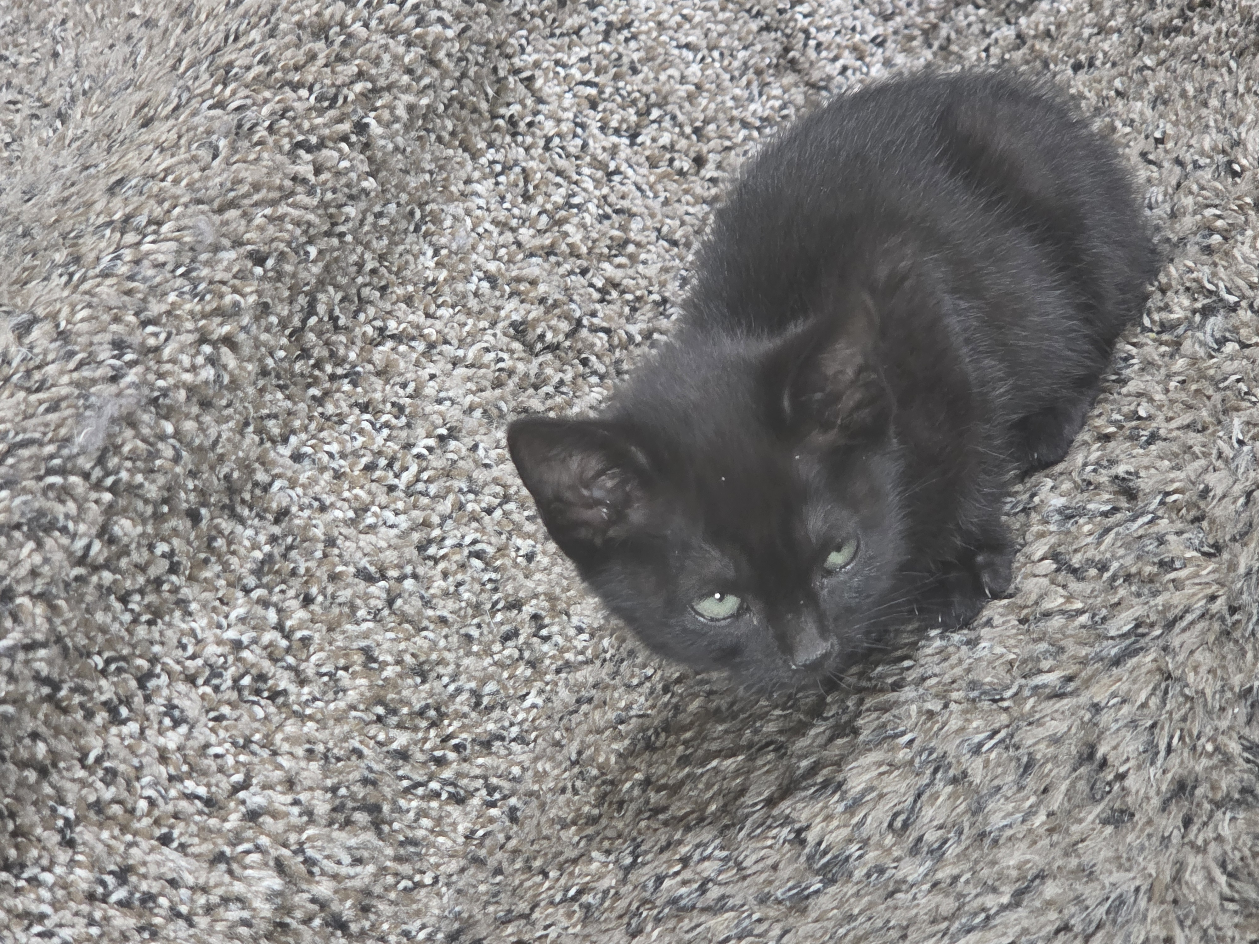 Picture of the Animal Listed
