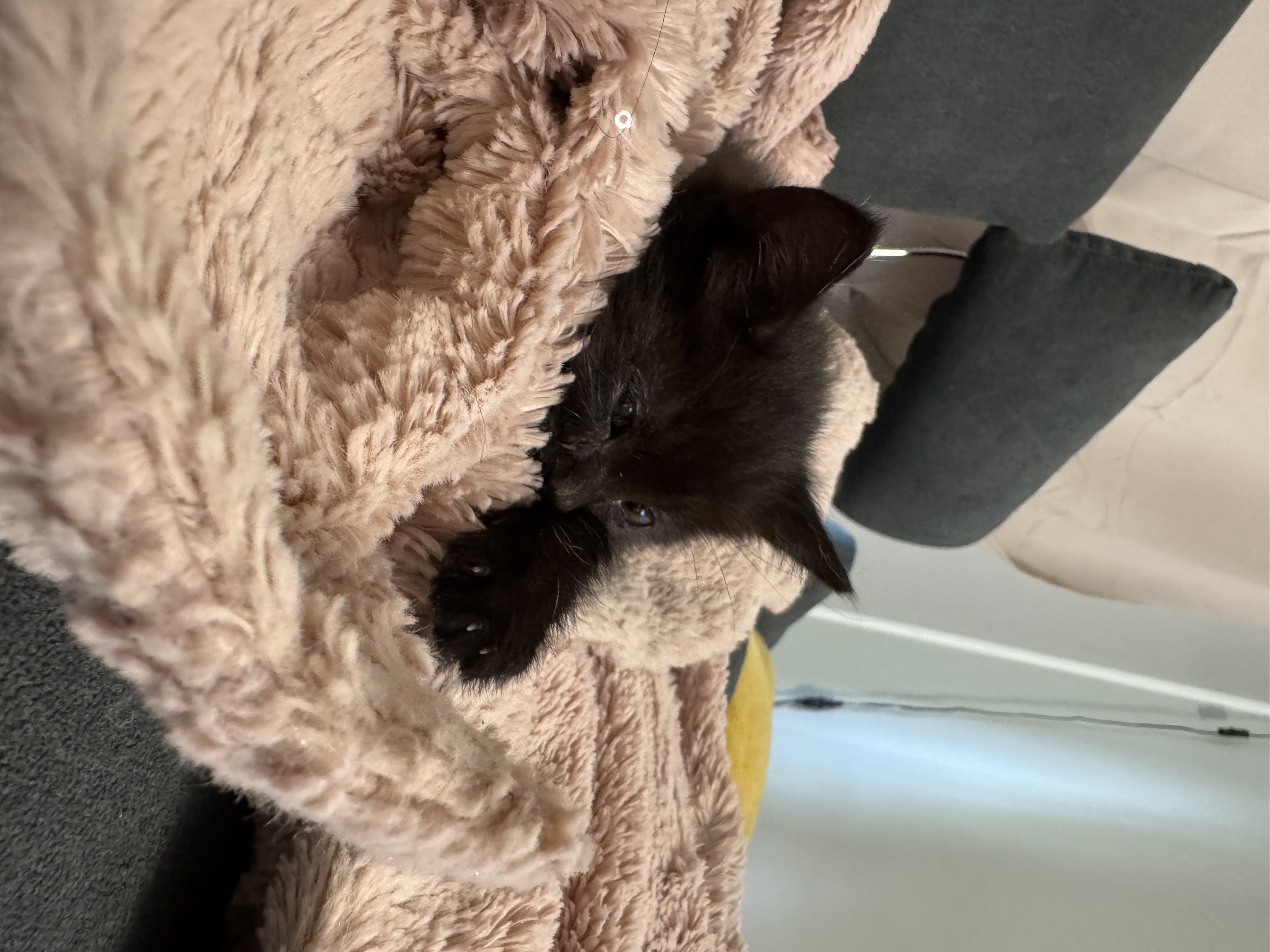 Picture of the Animal Listed
