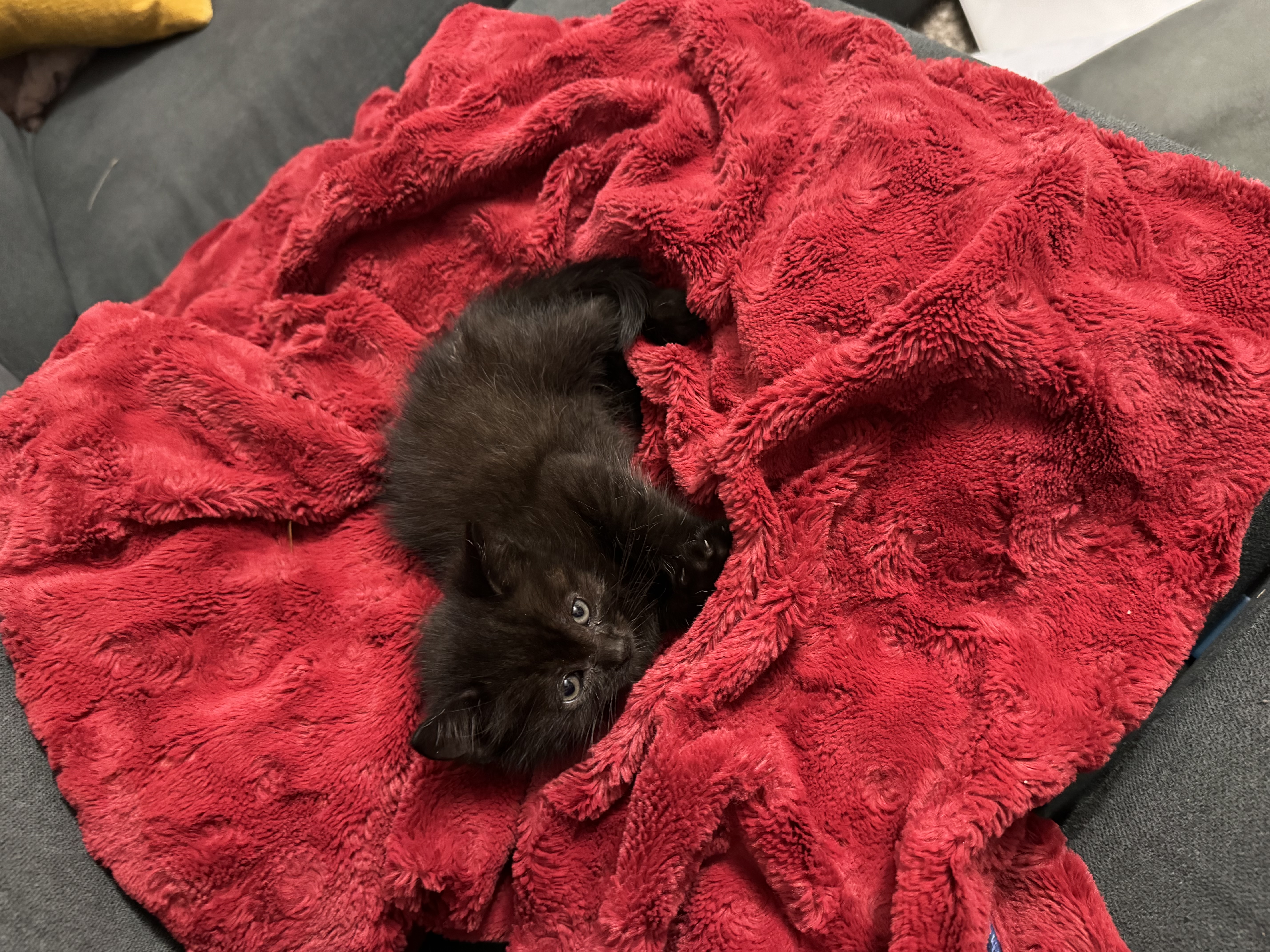 Picture of the Animal Listed
