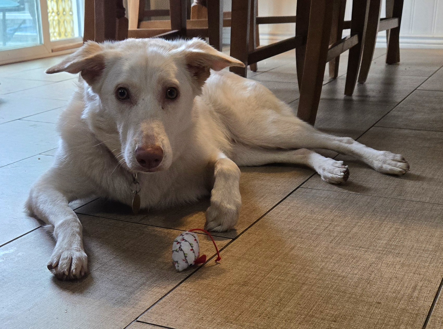 Picture of the Animal Listed