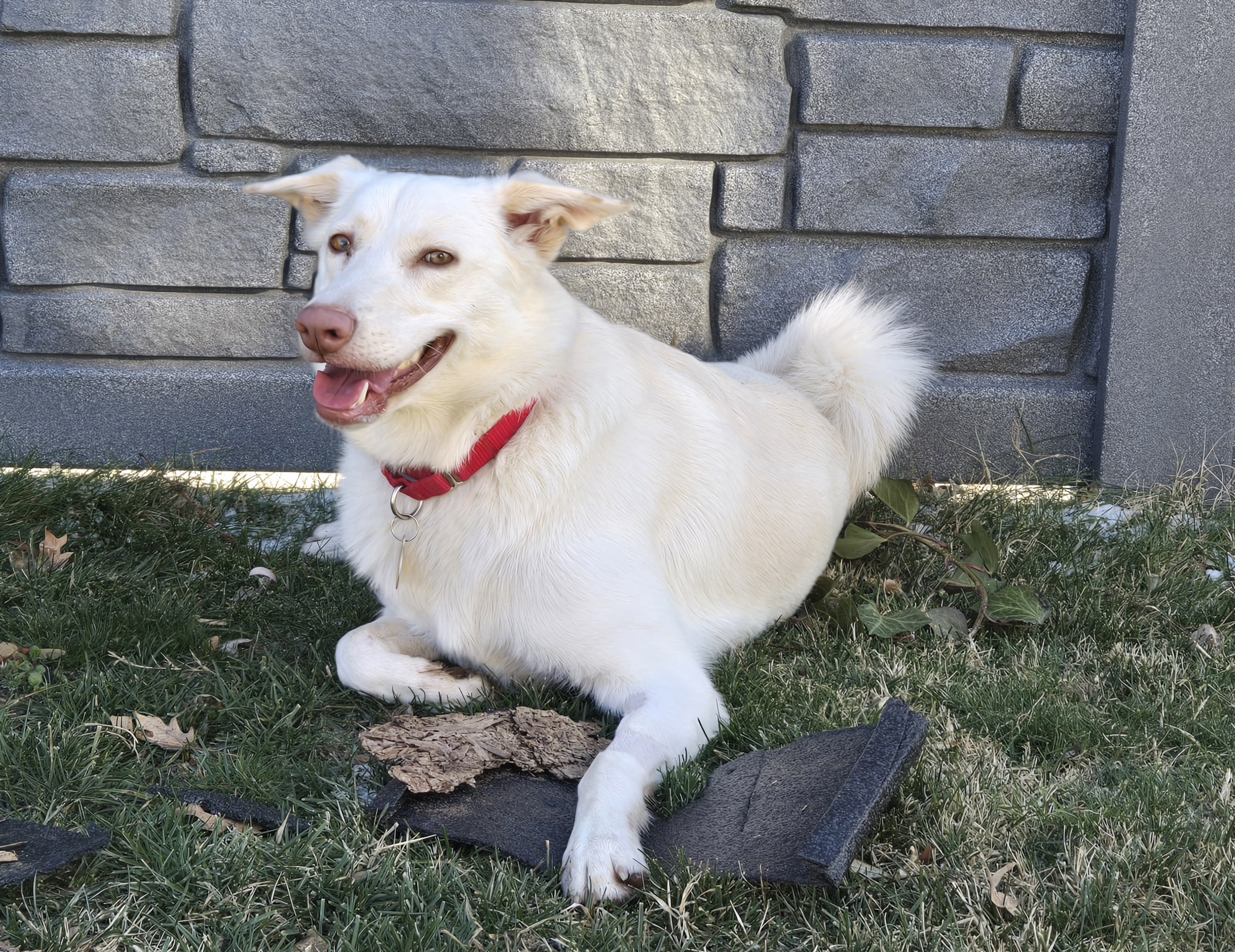 Picture of the Animal Listed