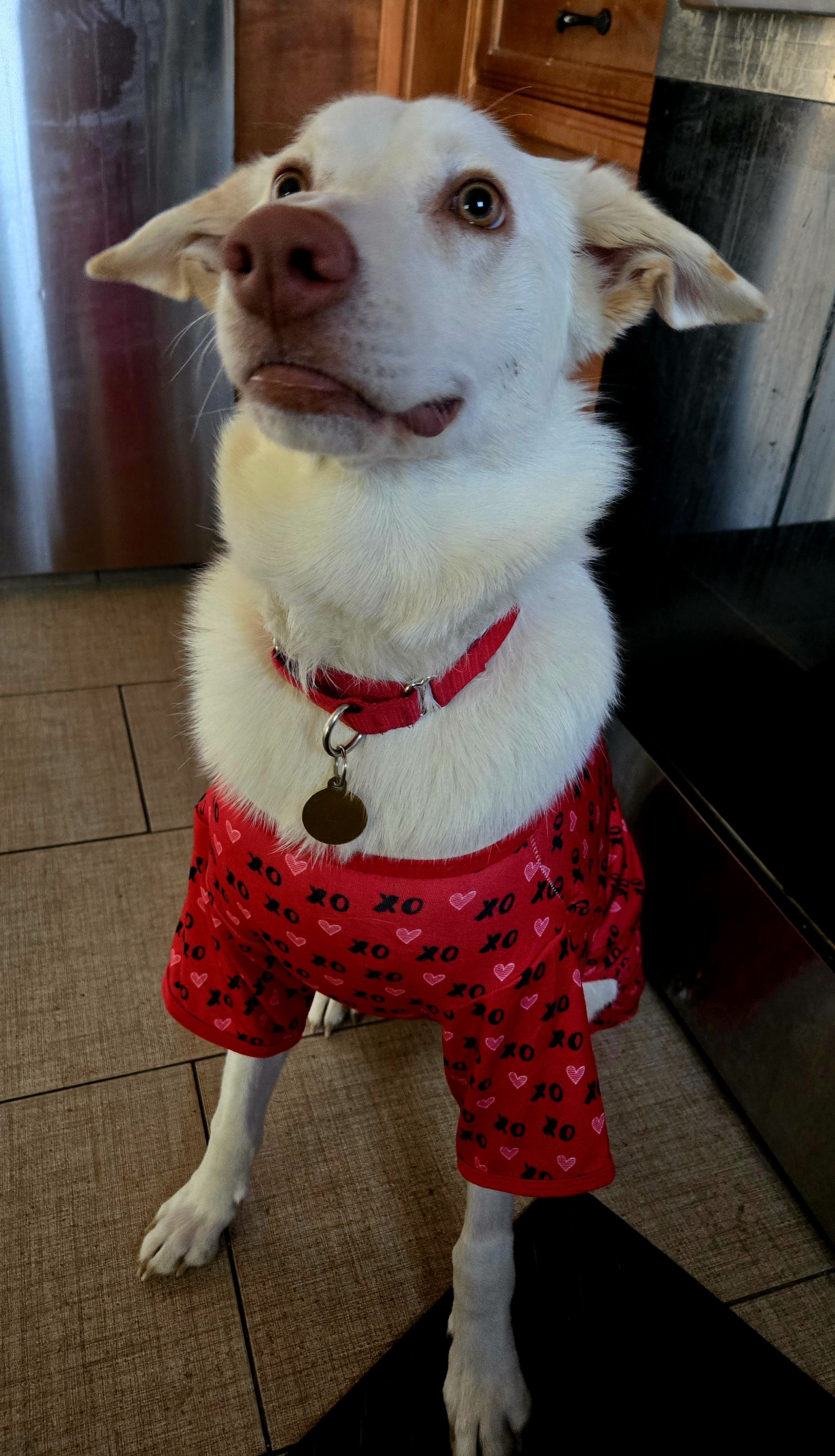 Picture of the Animal Listed