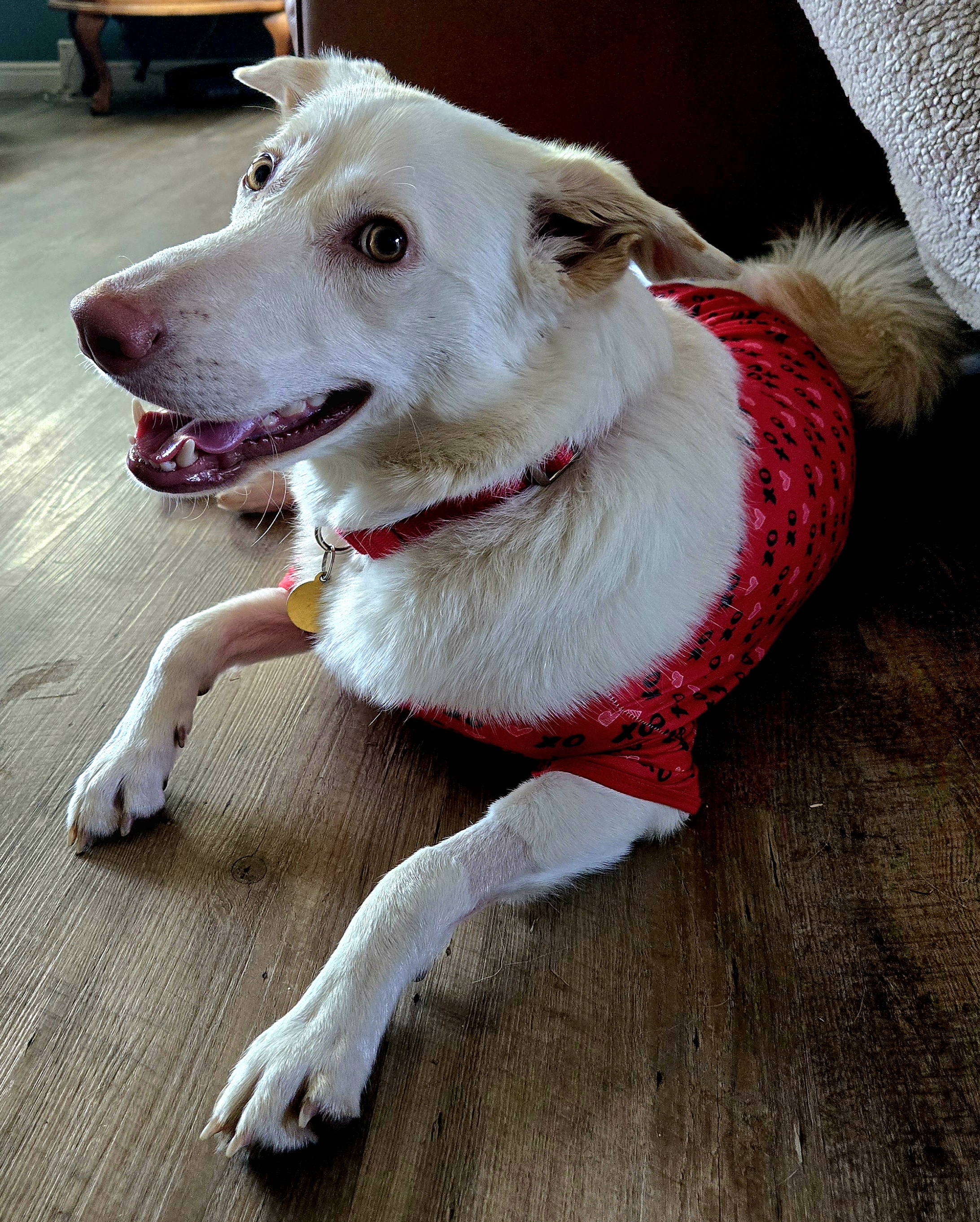 Picture of the Animal Listed