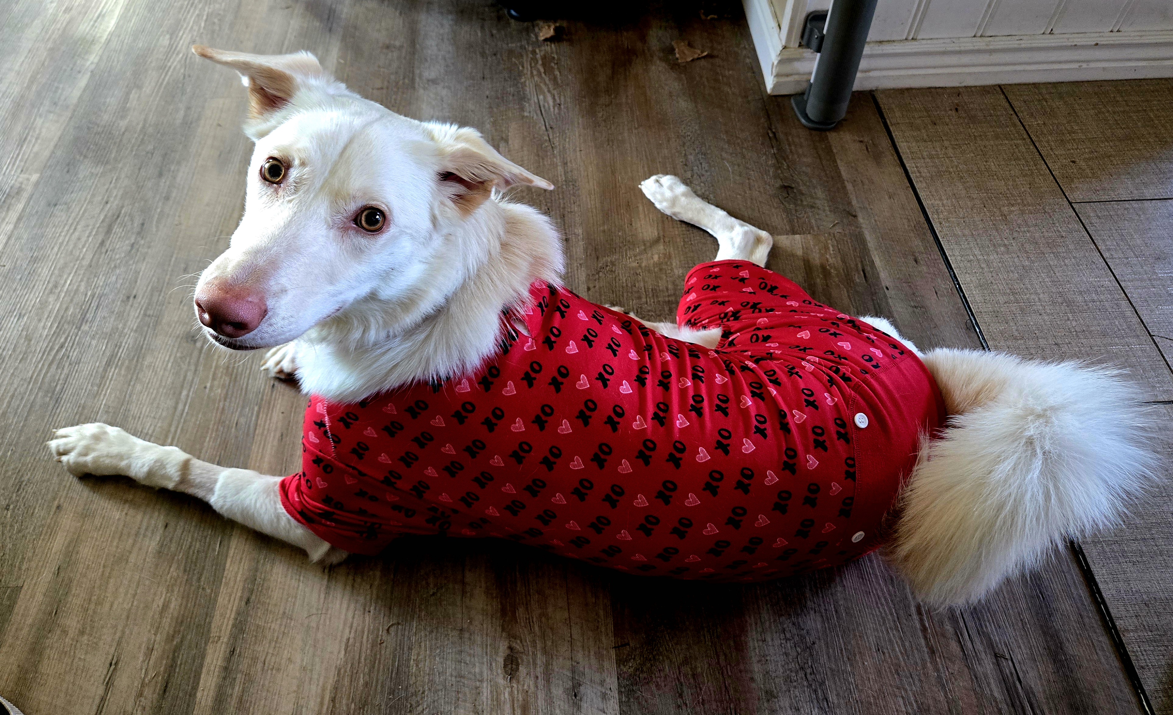 Picture of the Animal Listed