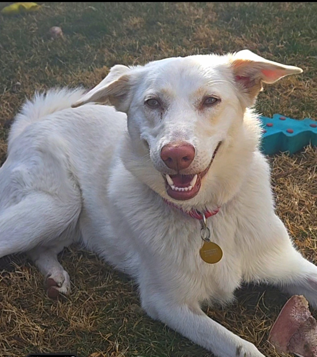 Picture of the Animal Listed