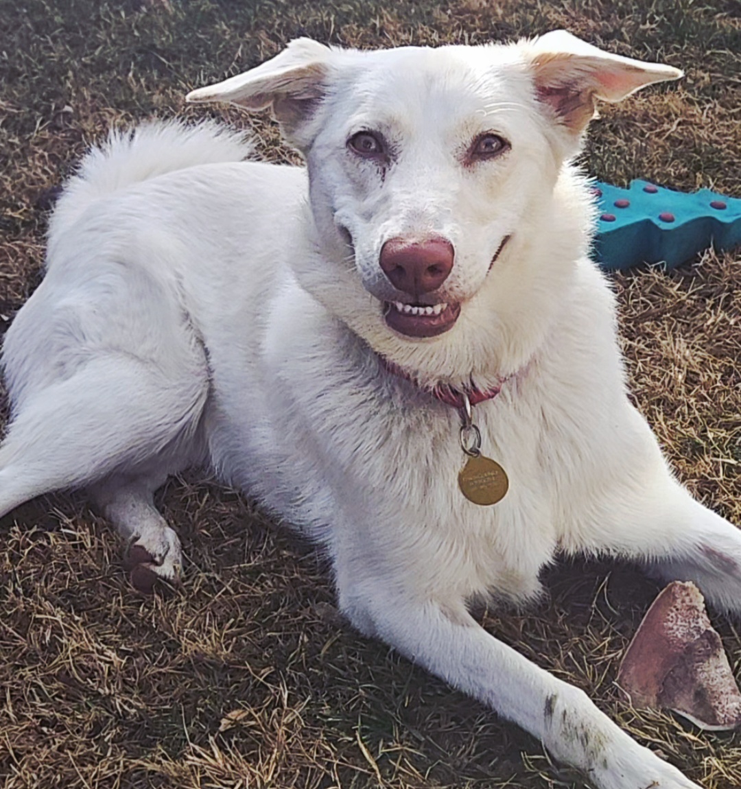 Picture of the Animal Listed