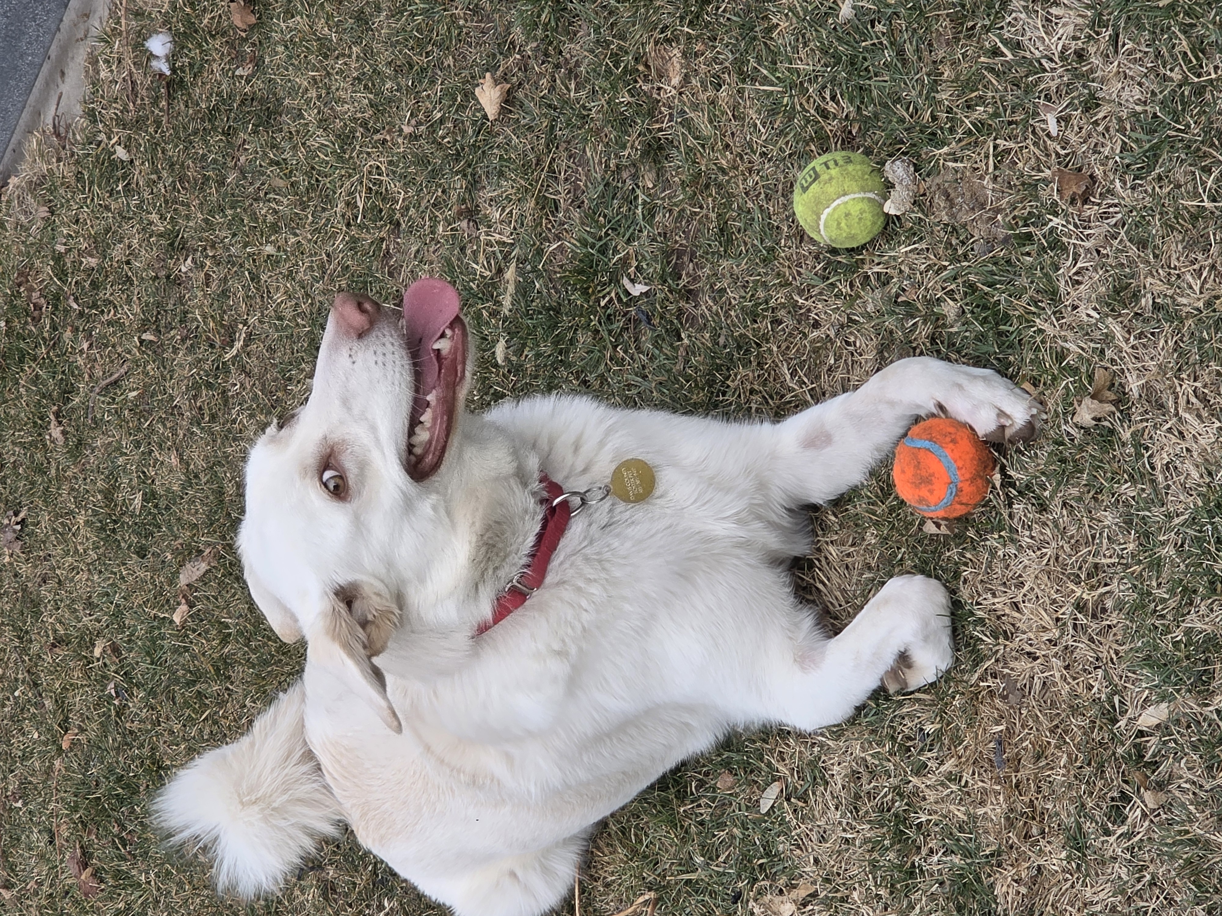 Picture of the Animal Listed