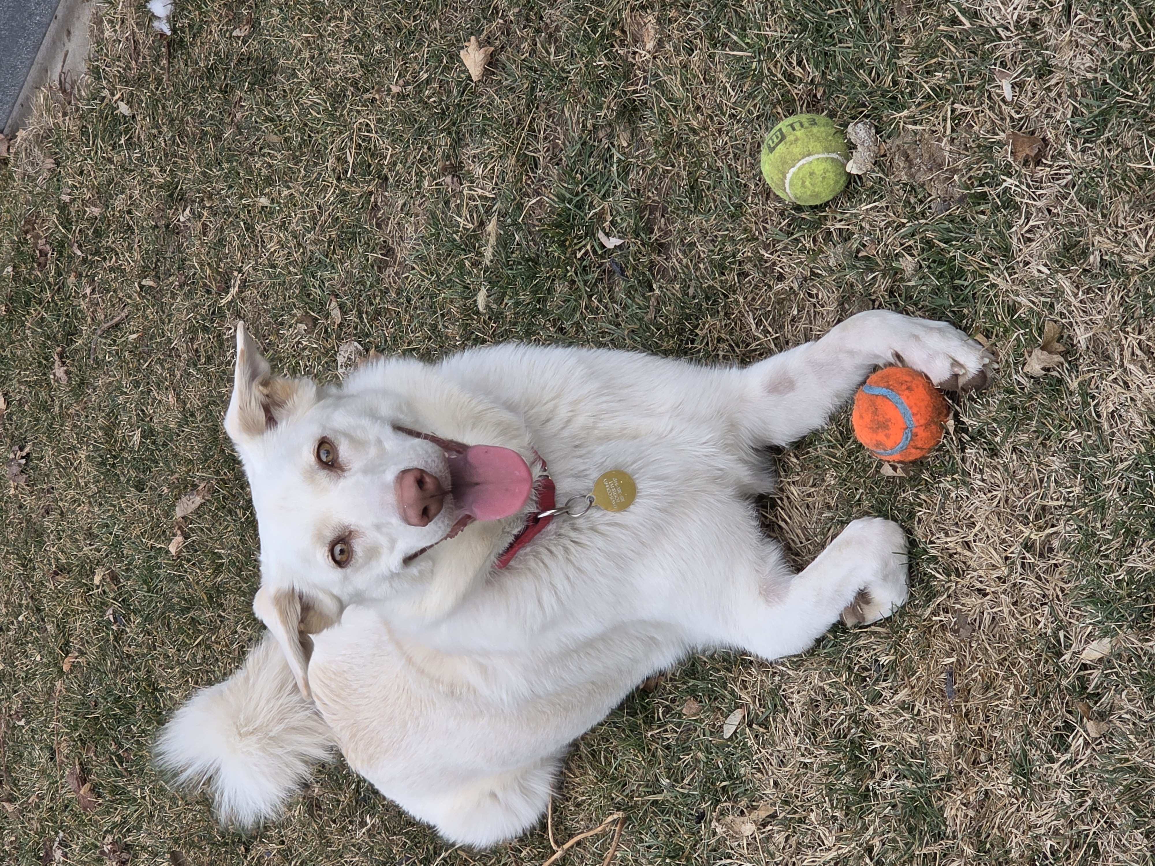 Picture of the Animal Listed