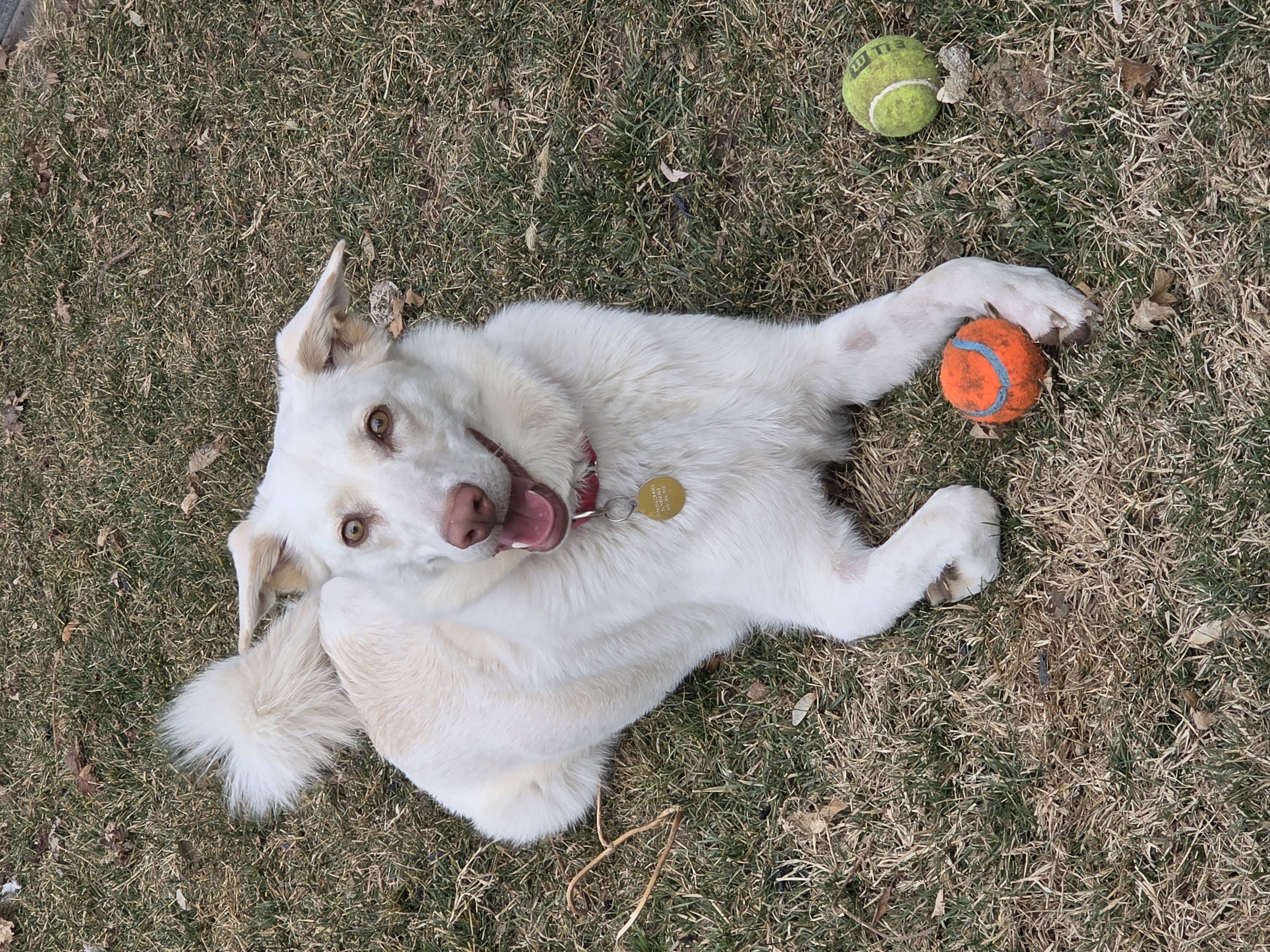 Picture of the Animal Listed