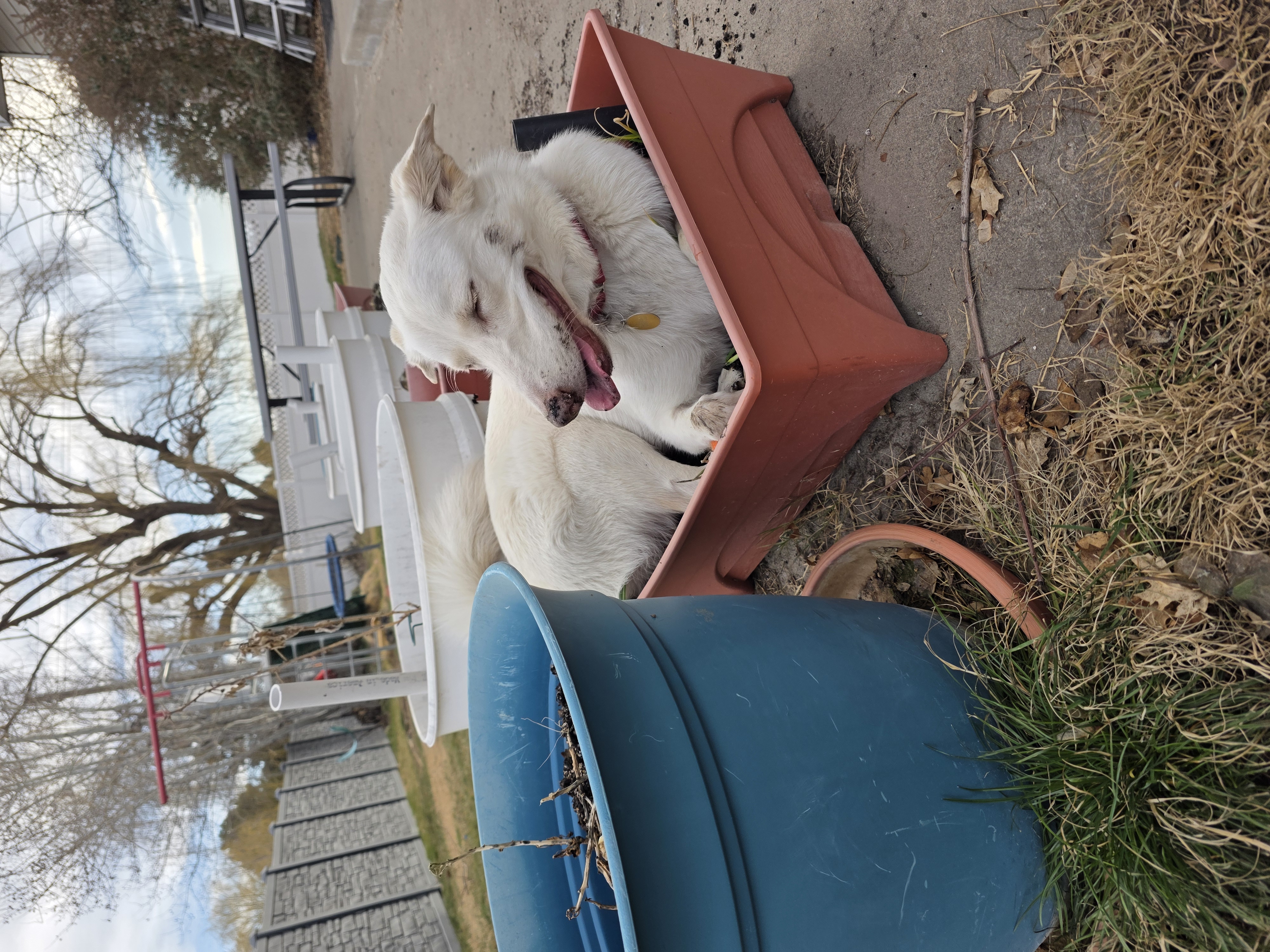 Picture of the Animal Listed