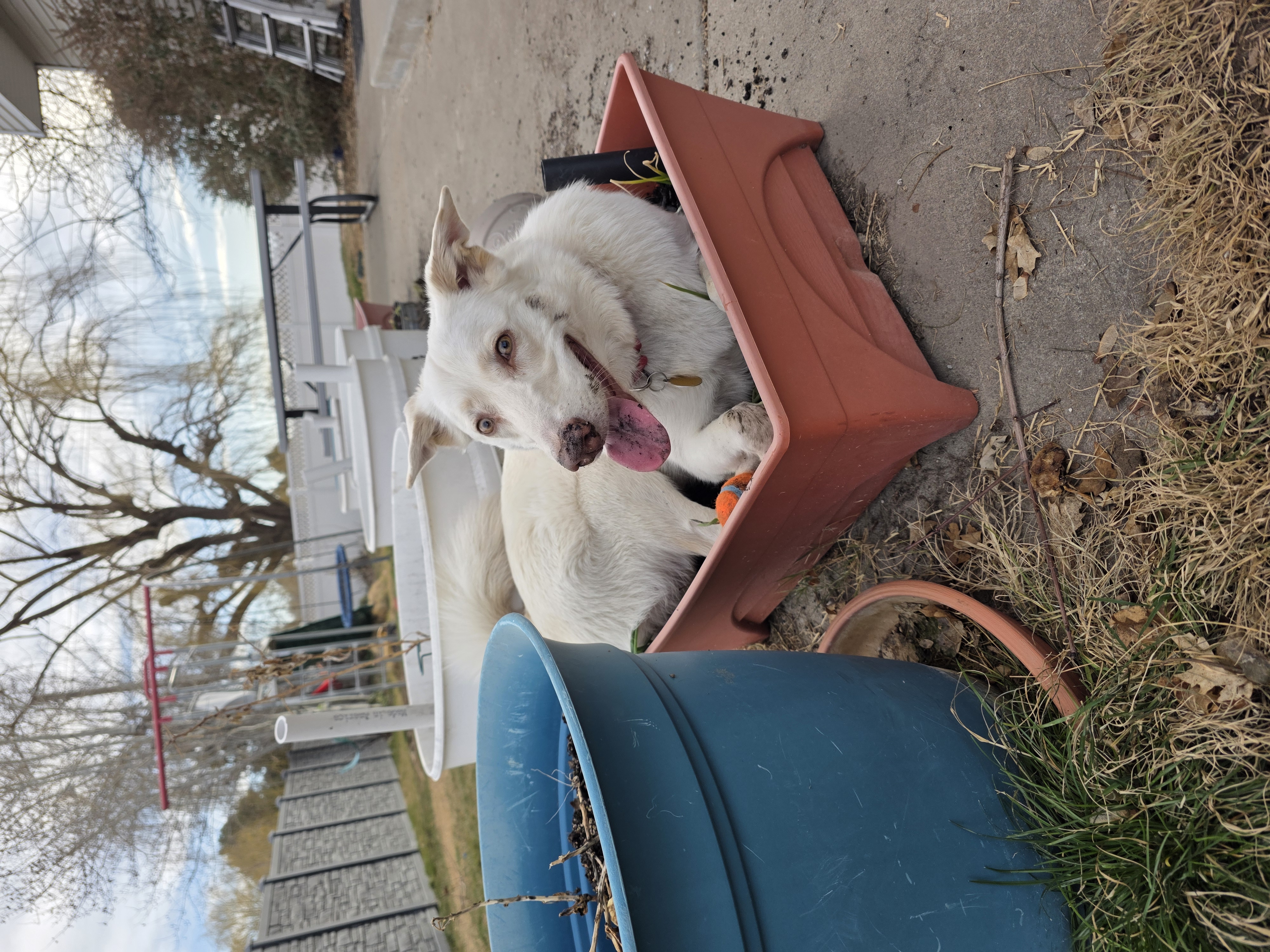 Picture of the Animal Listed