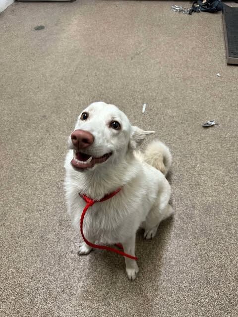 Picture of the Animal Listed